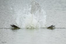 OspreyCatch-563.jpg