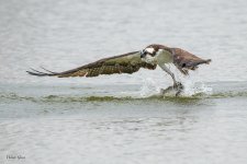 OspreyCatch-564.jpg