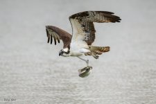OspreyCatch-565.jpg