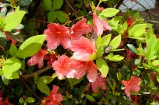 2026-04-03 Azaleas With 35mm f2 Lens - for upload.jpg