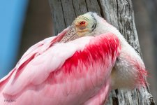 SpoonbillRelaxed-562.jpg