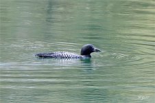 Loon sm.jpg