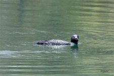 Loon02 sm.jpg
