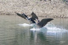 Geese4570 sm.jpg