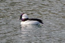 BuffleHead sm.jpg