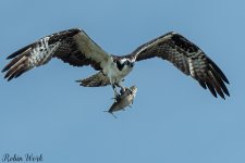 D50_3087.jpg