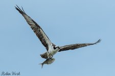 D50_3089.jpg