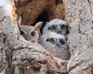 OwlNest-562.jpg