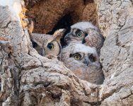 OwlNest-563.jpg