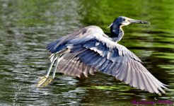 DSC_1509_001.JPG