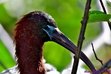 DSC_1636_001.JPG