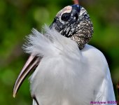 DSC_1649_001.JPG