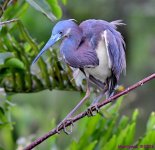 DSC_1830_001.JPG