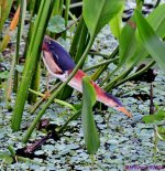 DSC_1851_001.JPG