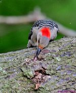 DSC_1935_001.JPG