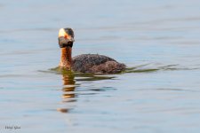 HornedGrebe-566.jpg
