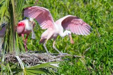 SpoonbillNest-567.jpg