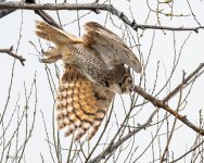 OwlFlight-566.jpg