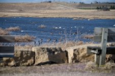 2026-04-06_goose pond01.jpg