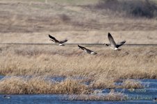 2026-04-06_goose pond02.jpg