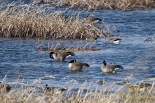 2026-04-06_goose pond04.jpg