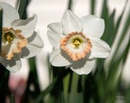 Wdaff0304 sm.jpg