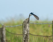 RD5_1071-Edit.jpg