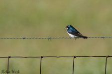 RD5_1124-Edit.jpg