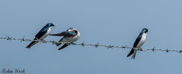 untitled (63 of 72)-Edit.jpg