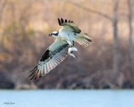 OspreyFish-567.jpg