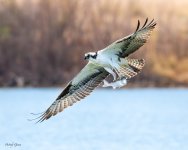 OspreyFish-570.jpg