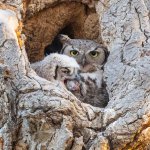 OwlFeeding-566.jpg