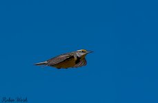 D50_3484-Edit.jpg
