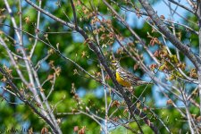 D50_3537.jpg