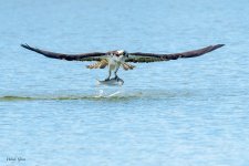 OspreyFish-574.jpg