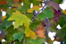 _DSC4548.JPG