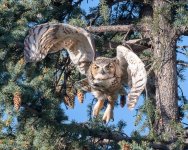 OwlFlight-574.jpg