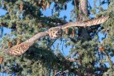 OwlFlight-576.jpg