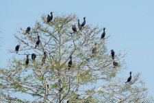 CormorantTree-577.jpg