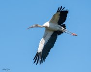 WoodstorkFlight-577.jpg