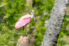 SpoonbillPerched-577.jpg