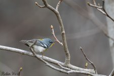 D50_3789.jpg