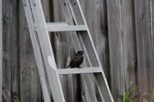 71D_0023_Bird.jpg