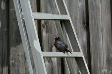 71D_0033_Bird.jpg