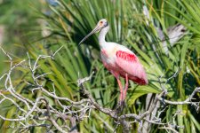SpoonbillPerched-566.jpg