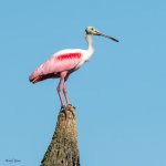 SpoonbillPerched-568.jpg