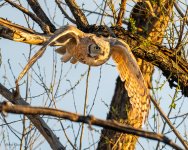 OwlFlight-595.jpg