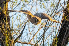 OwlFlight-596.jpg