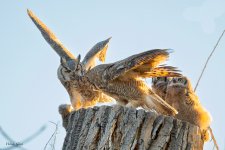 OwlPreyTransfer-595.jpg