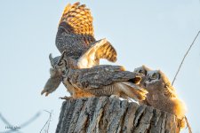 OwlPreyTransfer-596.jpg